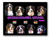 Bernese Mountain Dog Kennel Grünschnabel