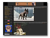 Hard Black Jack French Bulldogs