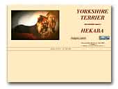 Hekaba Yorkshire Terriers Kennel