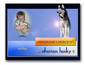 Freedome Choice FCI Siberian Husky