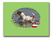 Magor Jack Russell Terriers