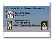 Saint Bernards and Jack Russell Terrier Kennel Jii-Teen