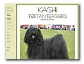 Tibetan Terriers Kashi