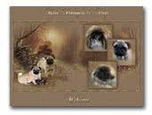 Kisci Pekingese & Pugs