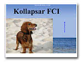 Kollapsar Dachshunds