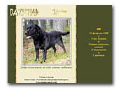 Labrador Retriever Starz Meriland DAZY CHAP