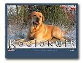 Kociokwik Labrador Retriever