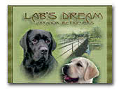 Labrador Retrievers Kennels Lab's Dream