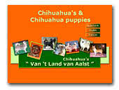 Van't land van Aalst Chihuahuas