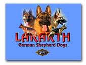 German Shepherd Dogs Lararth