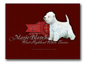 Magie Blanche West Highland White Terrier