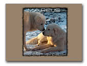 Kennel Mareus