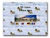 >Lhasa Apso Mi Amor Kennel