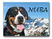 Greater swiss mountain dog Kennel Karantanska