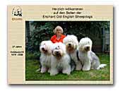 Old English Sheepdog Enchant Kennel