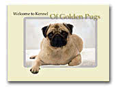 Kennel Of Golden Pugs