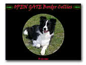 Border Collies Open Gate