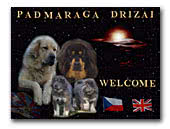 Padmaraga Drizai Tibetan Mastiff kennel