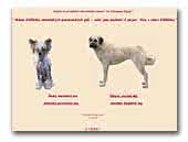 Chinese Crested Dog ze Zatopené chajdy Kennel