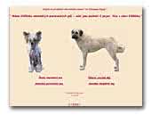 Anatolian Shepherd and Chinese Crested Dog ze Zatopené chajdy Kennel