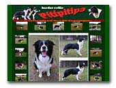 Border Collie Pitipitipa