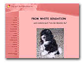 Toy and Dwarf Poodles From White Sensation