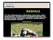 Rashali Afghan Hounds