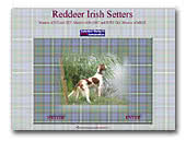 Reddeer Irish Setters