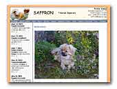 Saffron Tibetan Spaniels