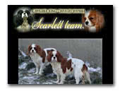 Scarlett Team Cavalier King Charles Spaniels