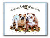 Schjetne's Show Bulldogs