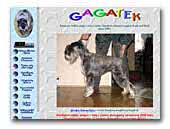 Gagatek Schnauzers black, pepper&salt