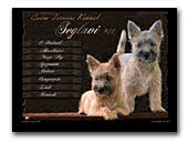 Cairn Terriers Seglavi