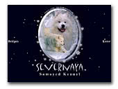 Samoyed kennel Severnaya