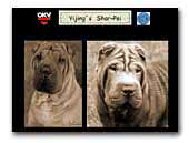 🠶 Shar Pei - Breeders and Kennels in Europe - EuroBreeder.com