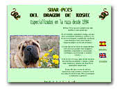 Shar-Peis del Dragon de Koshi