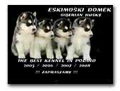 Eskimoski Domek Siberian Husky Kennel