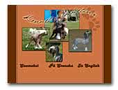 Chinese Crested Dog Kennel Sippelins