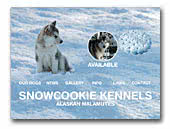 Snowcookie Kennels Alaskan Malamute
