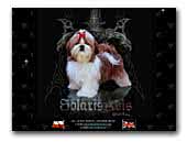 Solaris Avis Shih Tzu Kennel