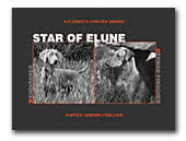 Star of Elune German Pinscher & Weimaraner