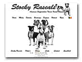 Stocky Rascals American Staffordshire Terriers