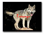 Tachunga Saarlooswolfdog