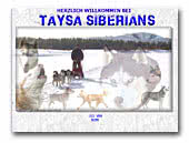 Siberian Husky Taysa