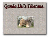 Qanda Lhi's Tibetans Kennel