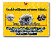 Tibetan Spaniels vom Tibetdrachen