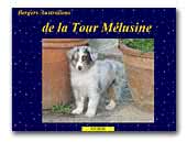 Australian Shepherds de la Tour Melusine