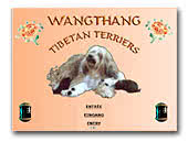 Wangthang Tibetan Terriers
