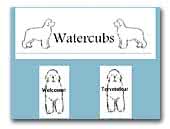 Watercubs Newfoundlands Kennel