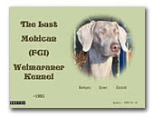 The Last Mohican (FCI) Weimaraner kennel
